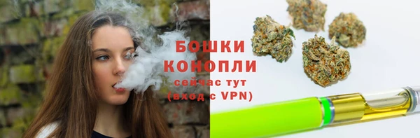 индика Ельня
