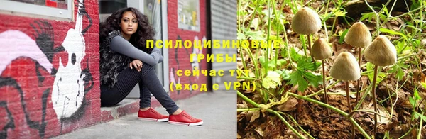 индика Ельня