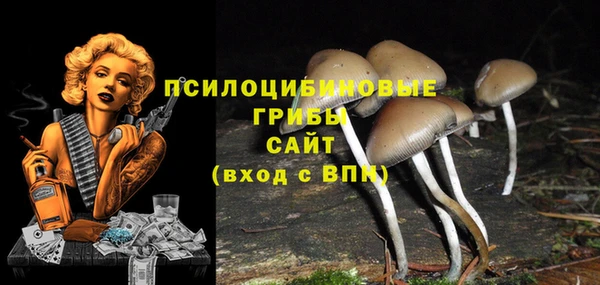 индика Ельня