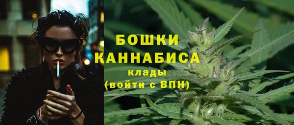 индика Ельня