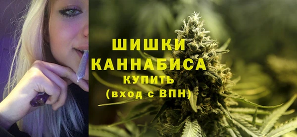 индика Ельня
